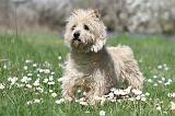 CAIRN TERRIER 242
